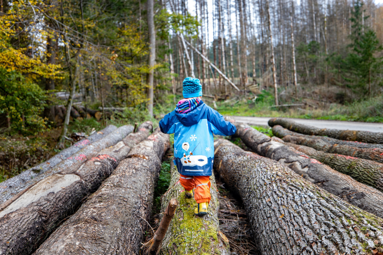 Child balances on tree trunk