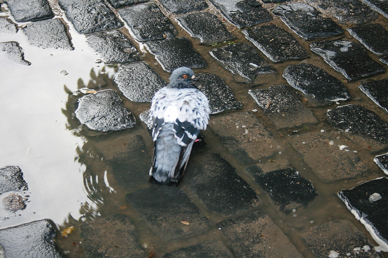 Pigeon in the puddle