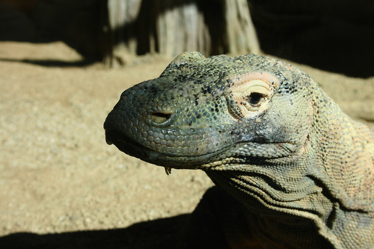 perentie portrait