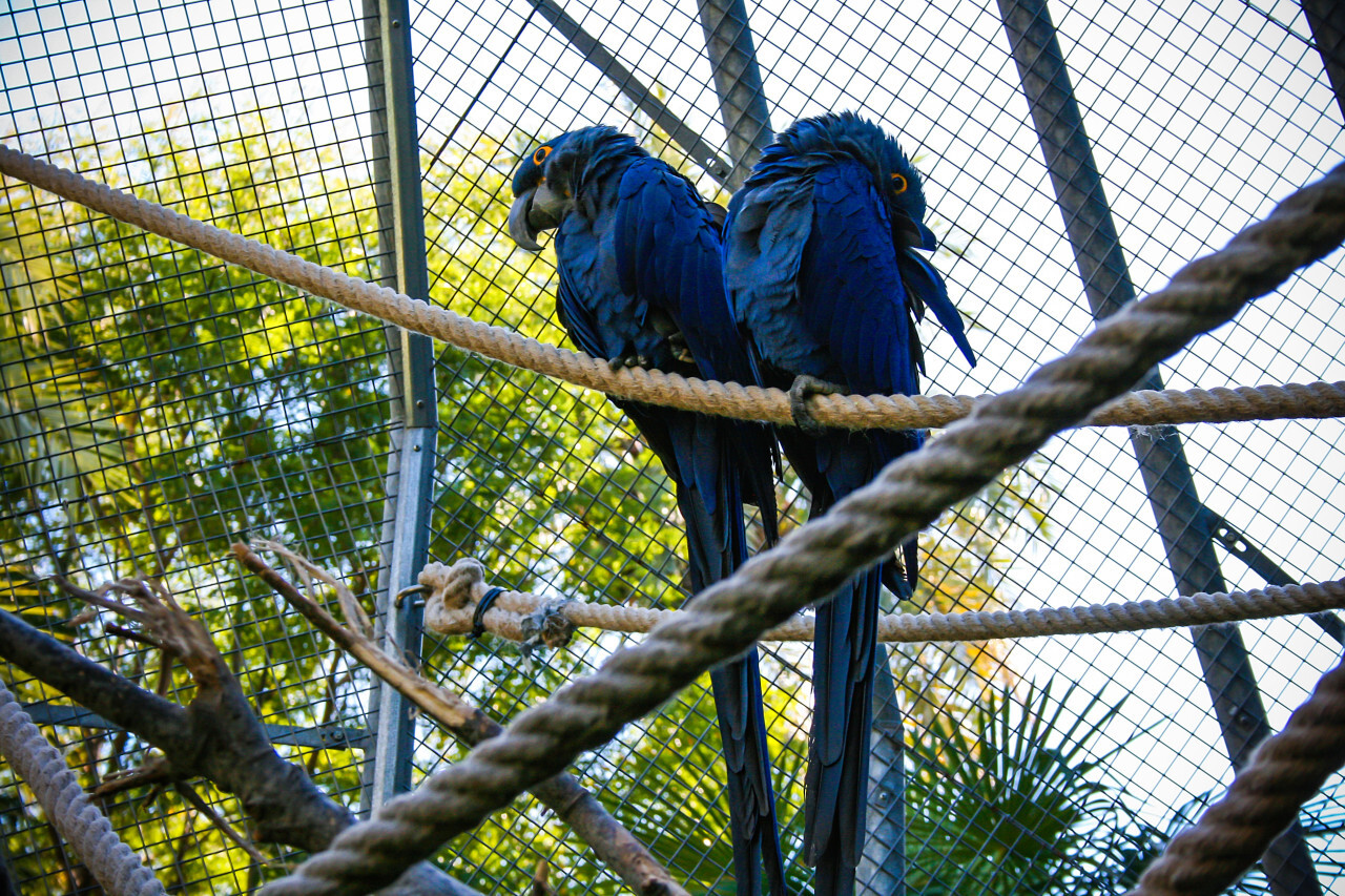 blue macaws