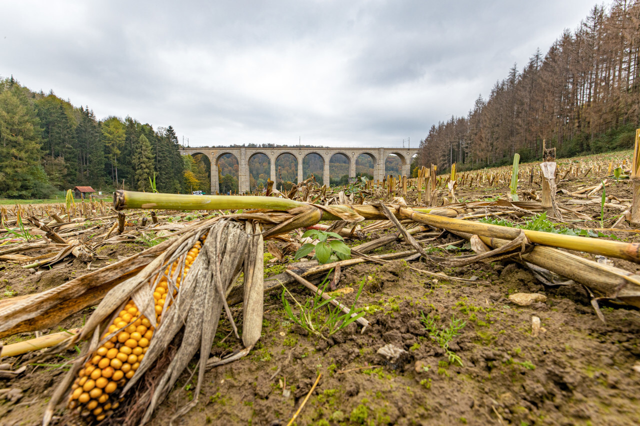 kleines viaduct corn field after harvest