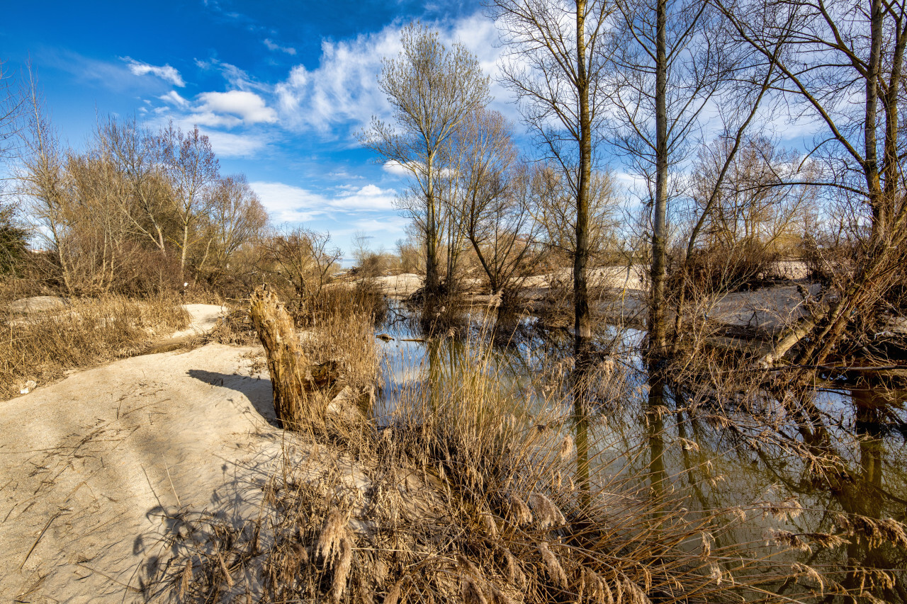 Trees on the bank of the river douro near San miguel del pino