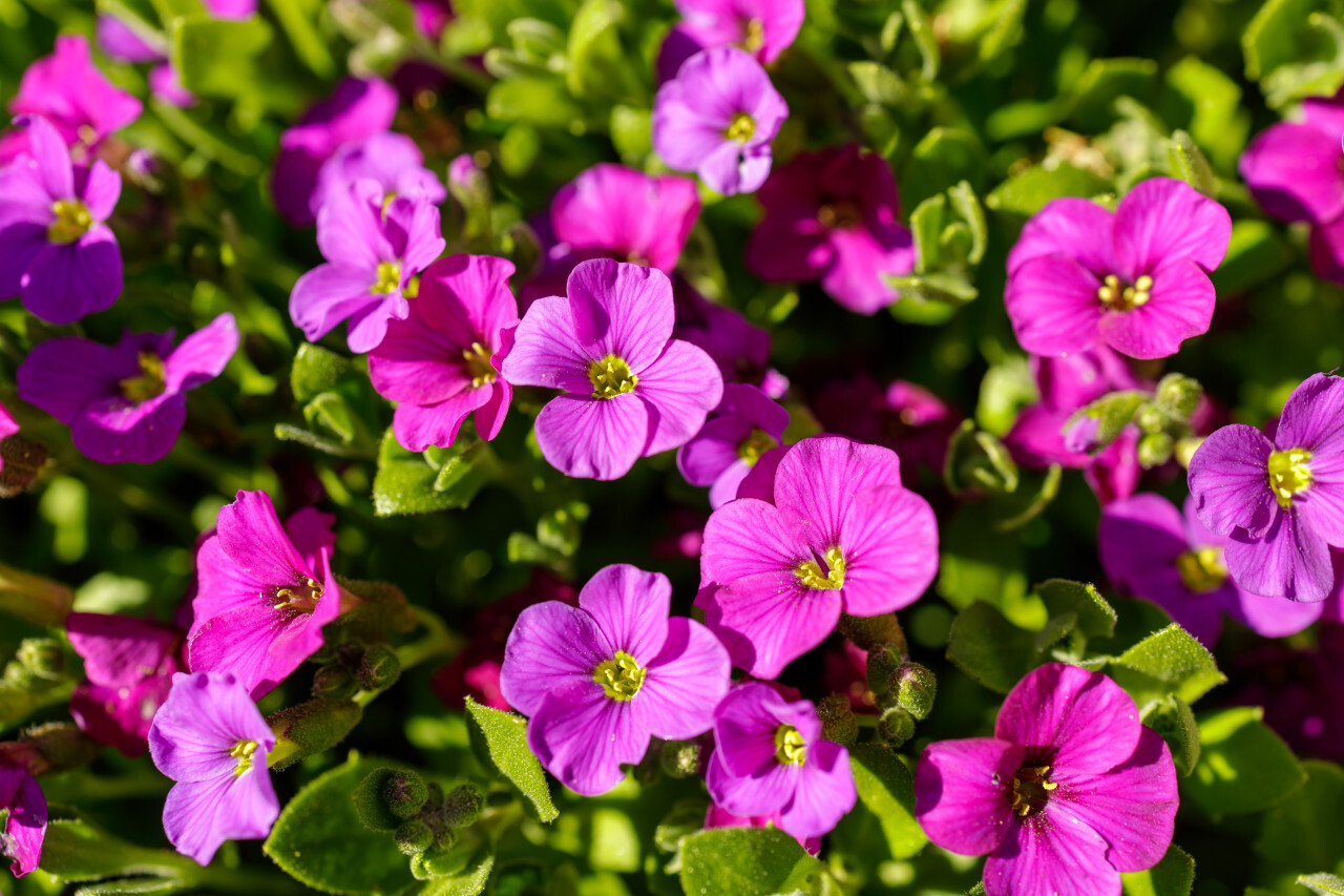 Hardy Perennial Geraniums