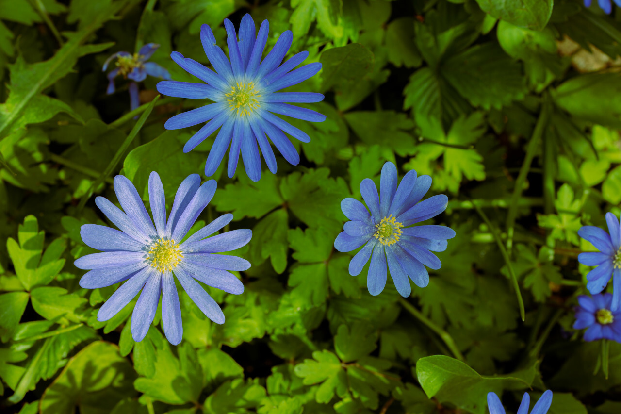 Blue Aster Flowers