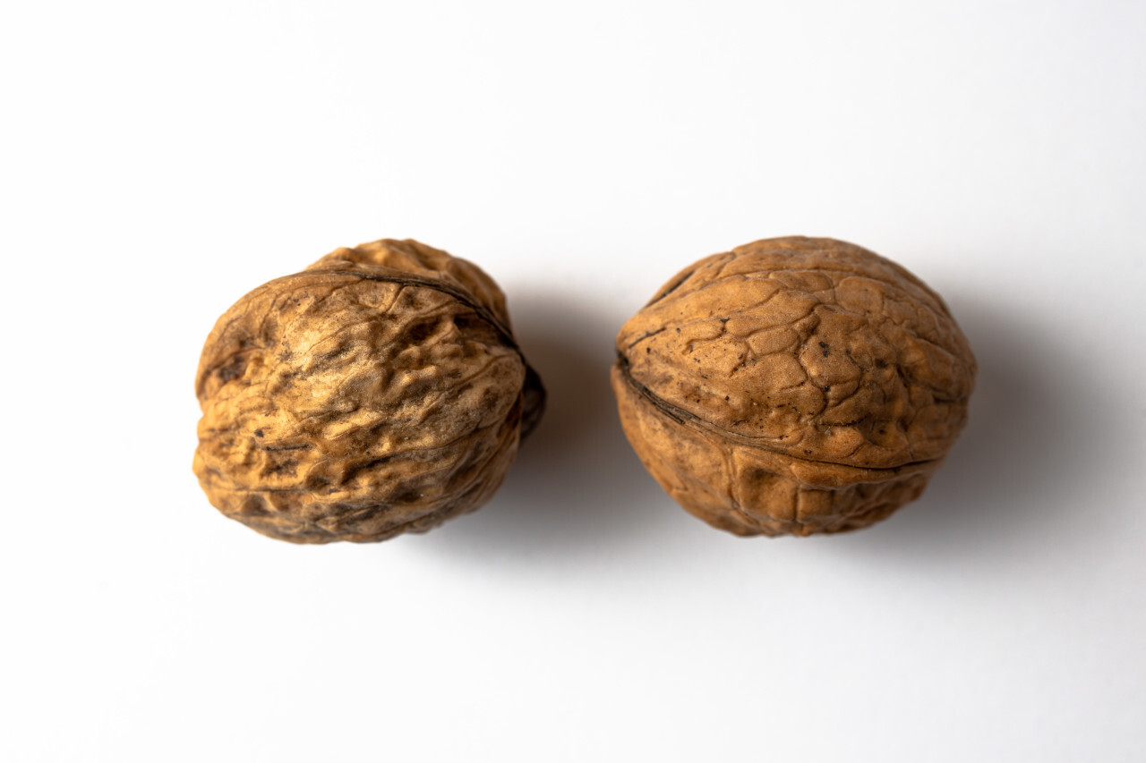 Two walnuts white background