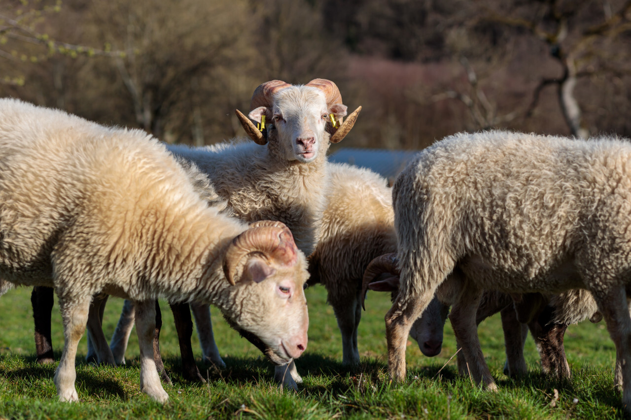 Sheep on meadow