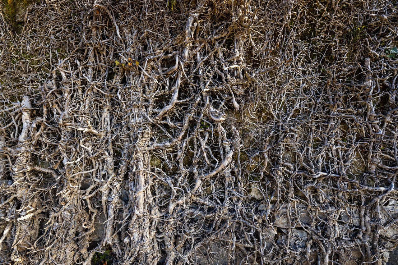 Root texture
