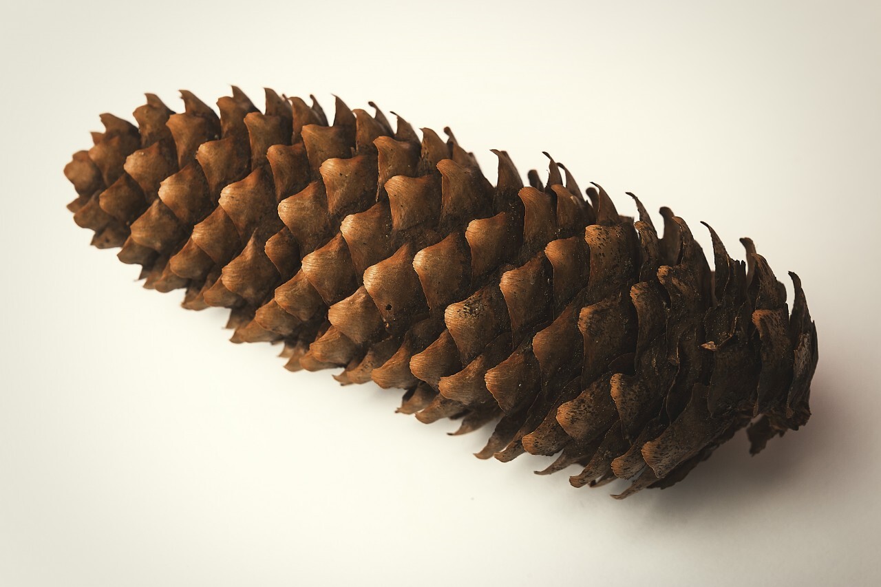 pinecone white background