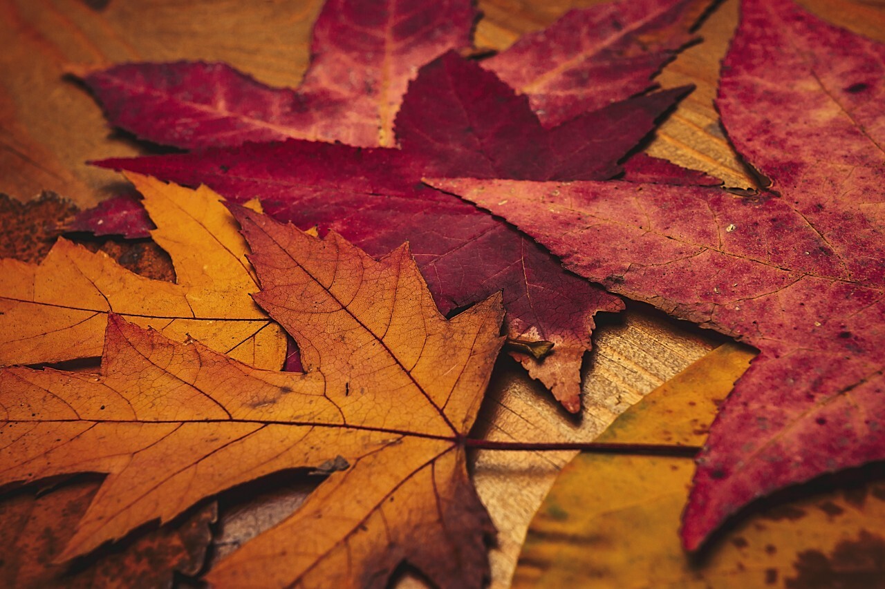 dried leaves wooden board