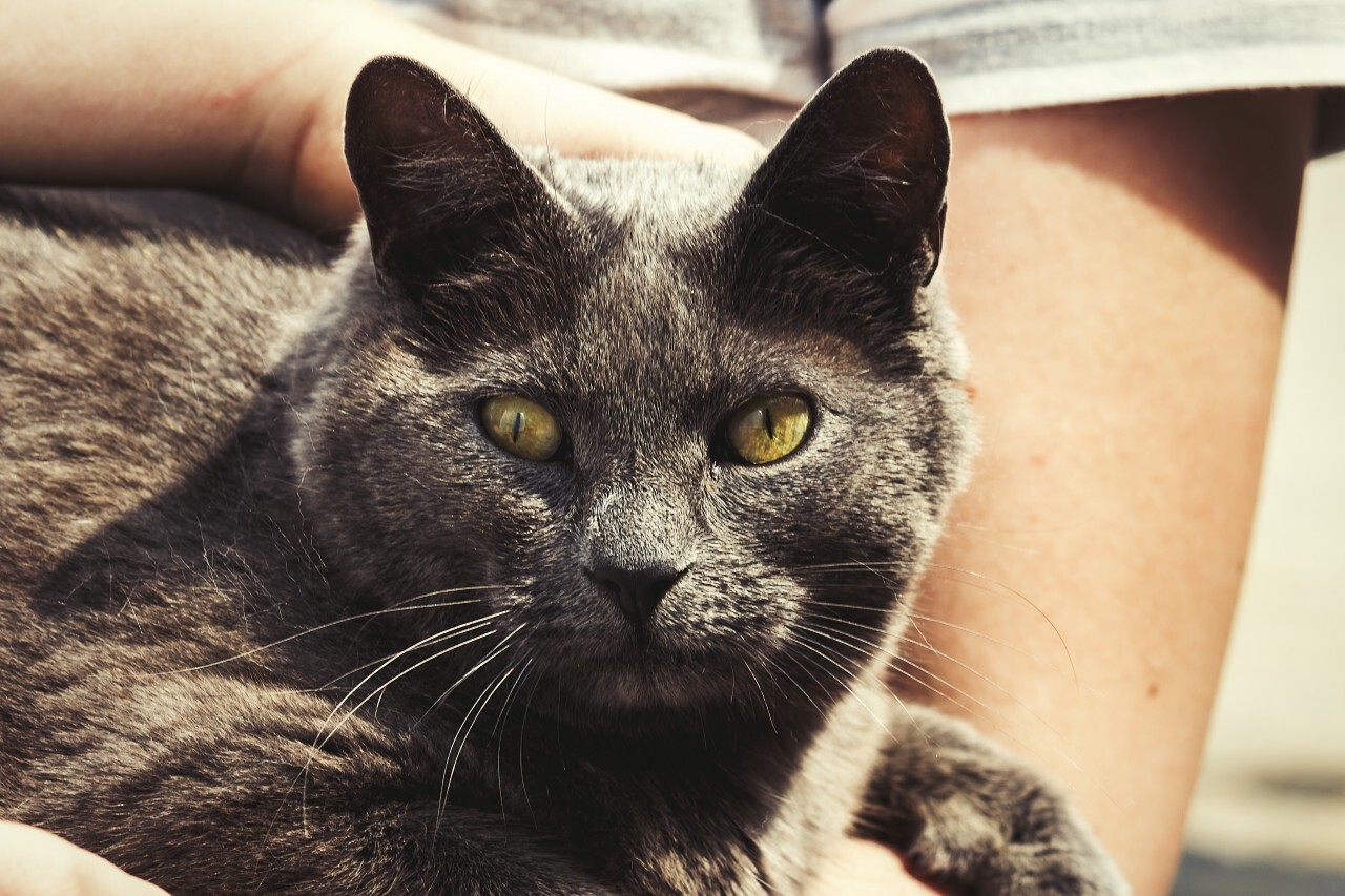 british shorthair cat cuddles