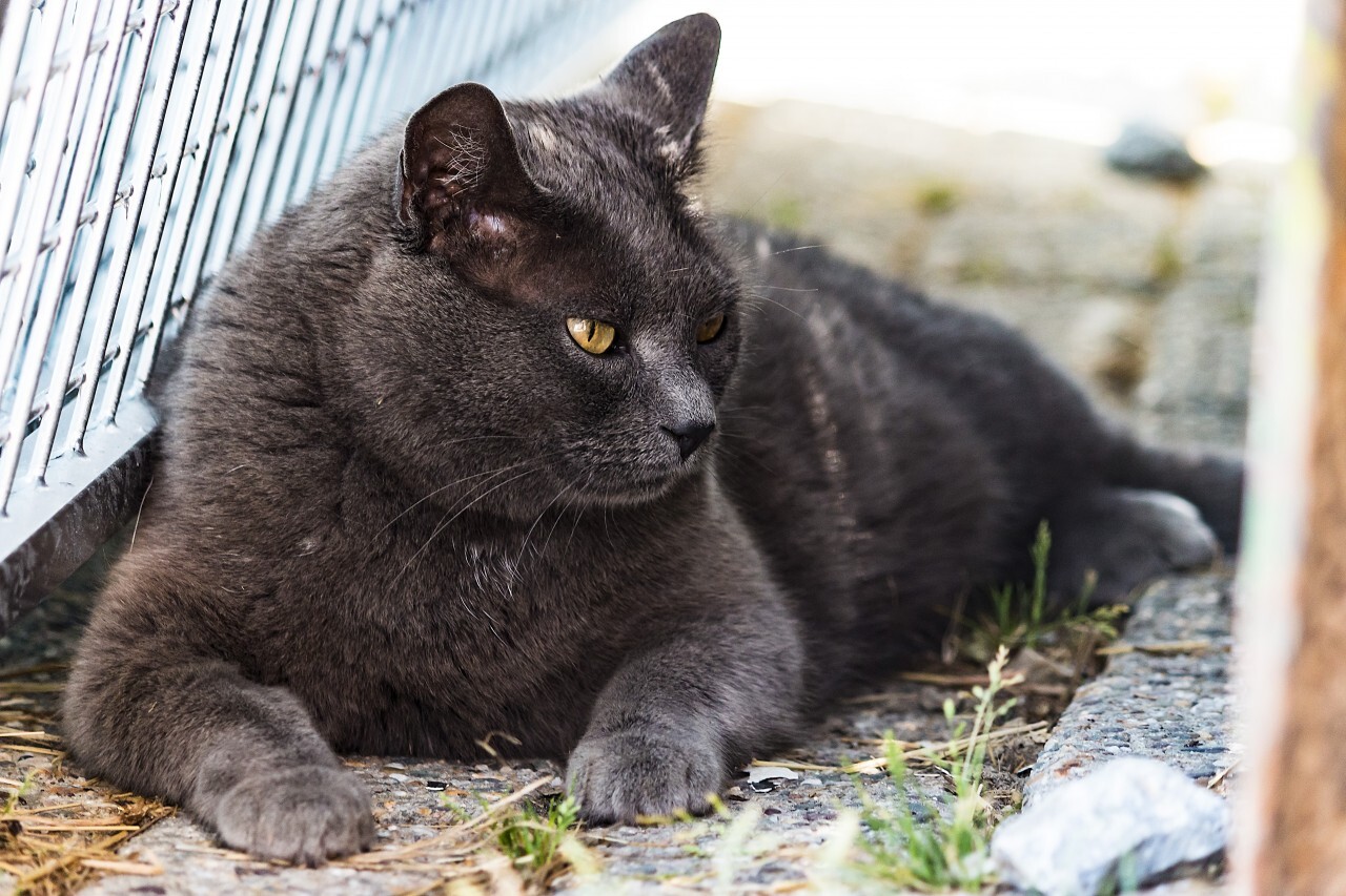 british shorthair cat lies in sun