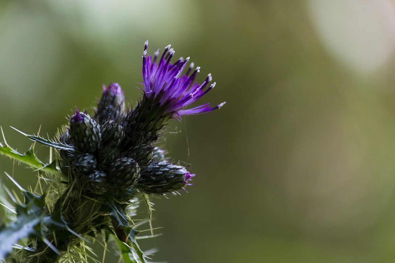 blooming thistle