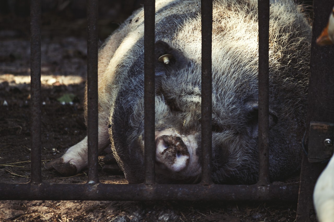 fattening pig in the barn
