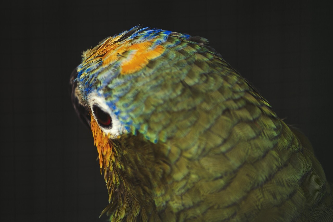 parrot in  cage