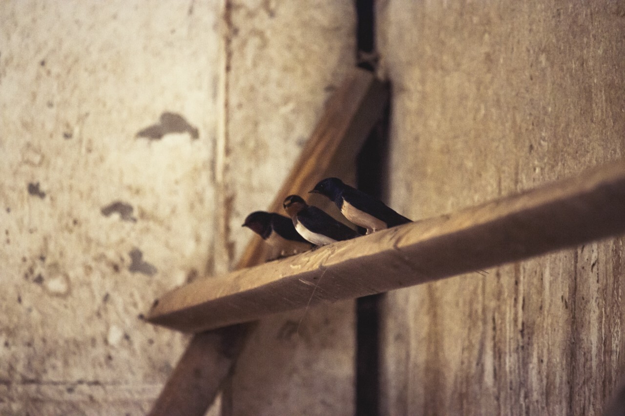 swallows in a barn