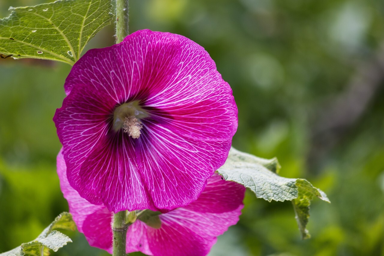 Ipomoea purpurea flowers in garden commonly called common morning glory