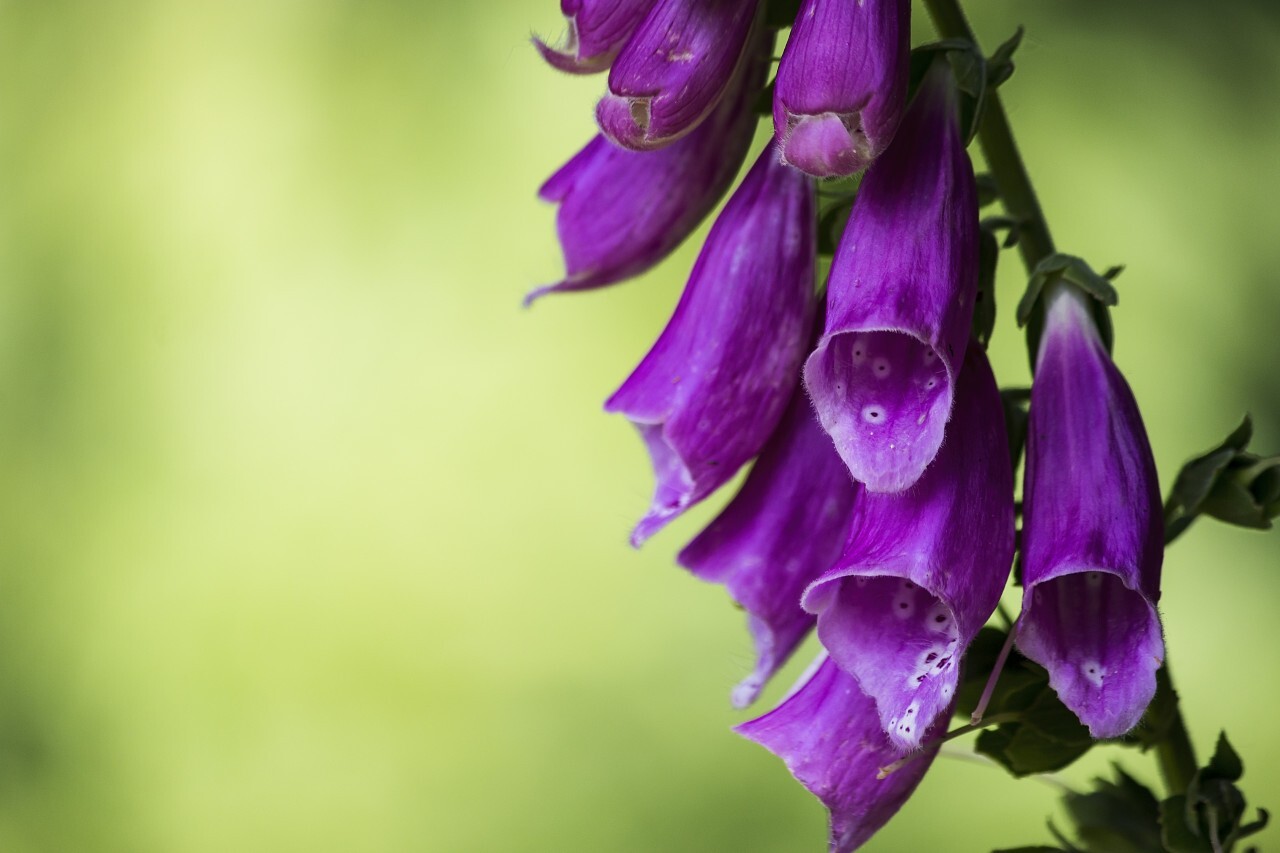 Foxglove Flower