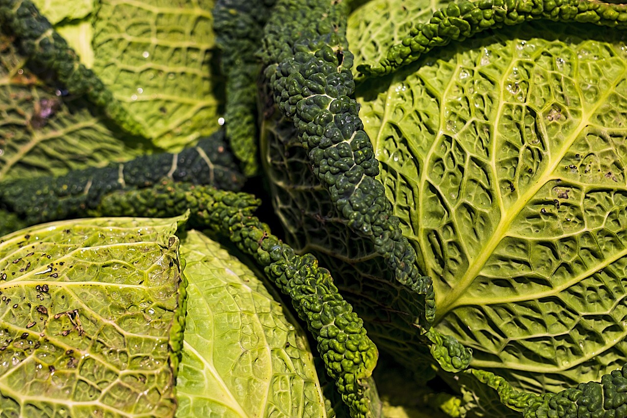 raw kale from the market
