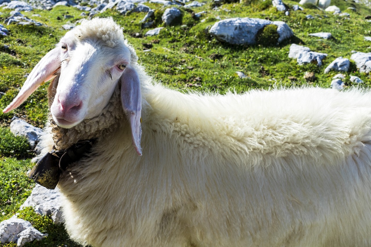 beautiful sheep grazing