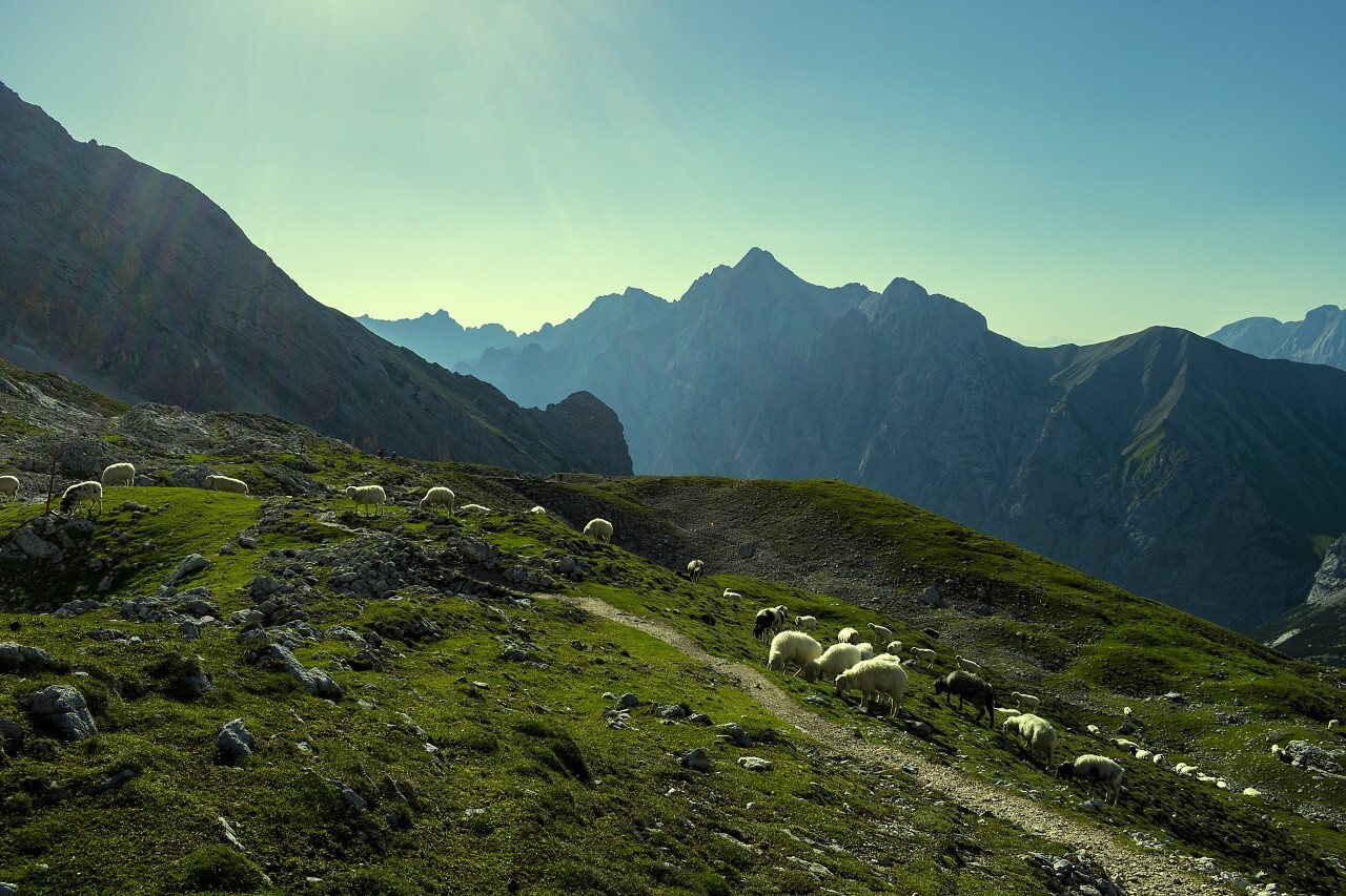 Flock of sheep grazing on beautiful mountain meadow