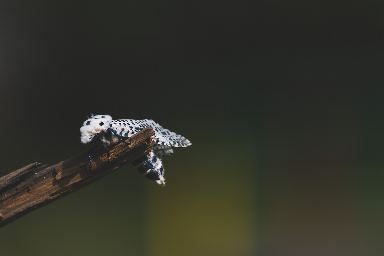 Leopard Moth (Zeuzera pyrina)