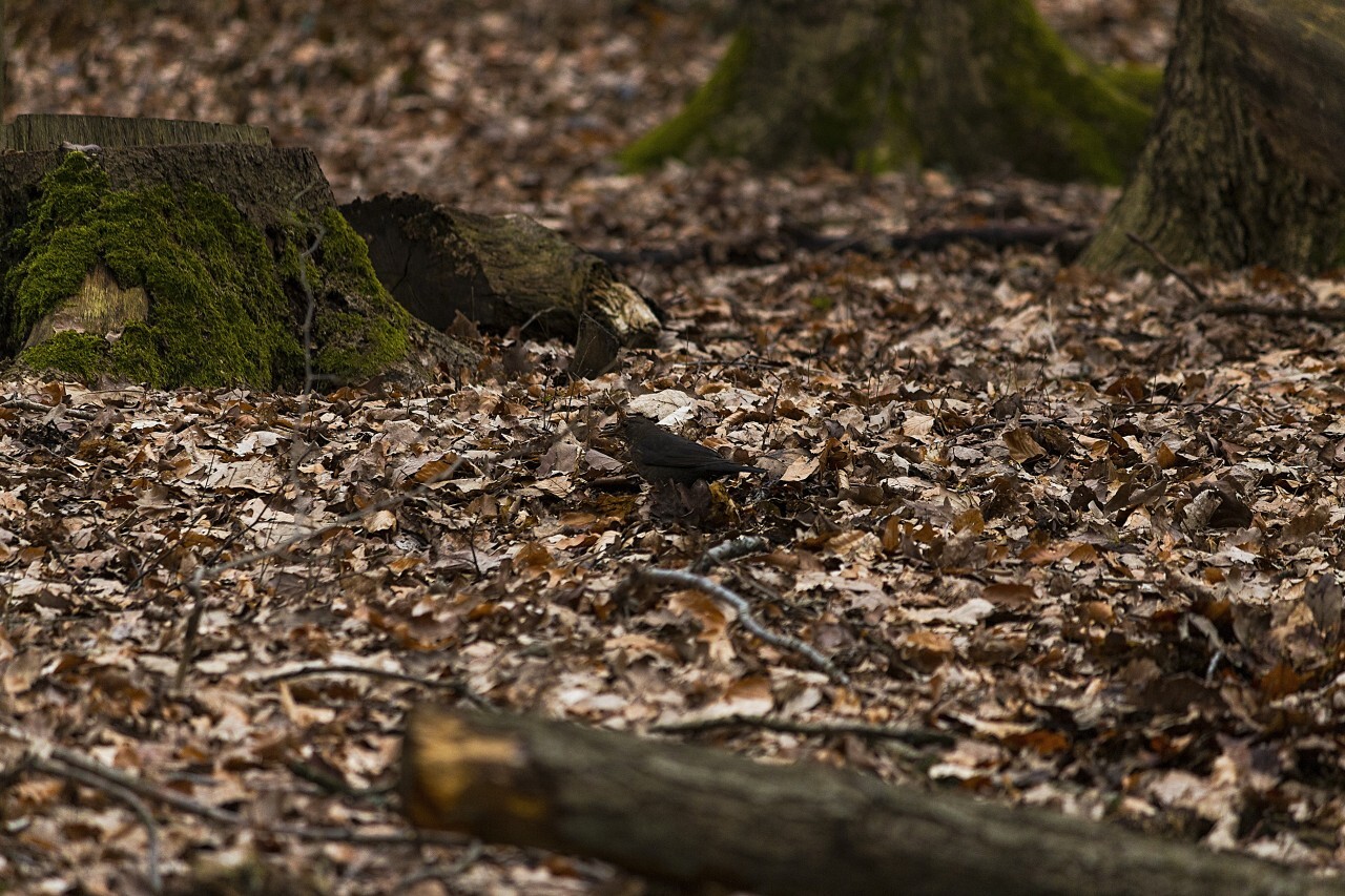 blackbird on forest floor