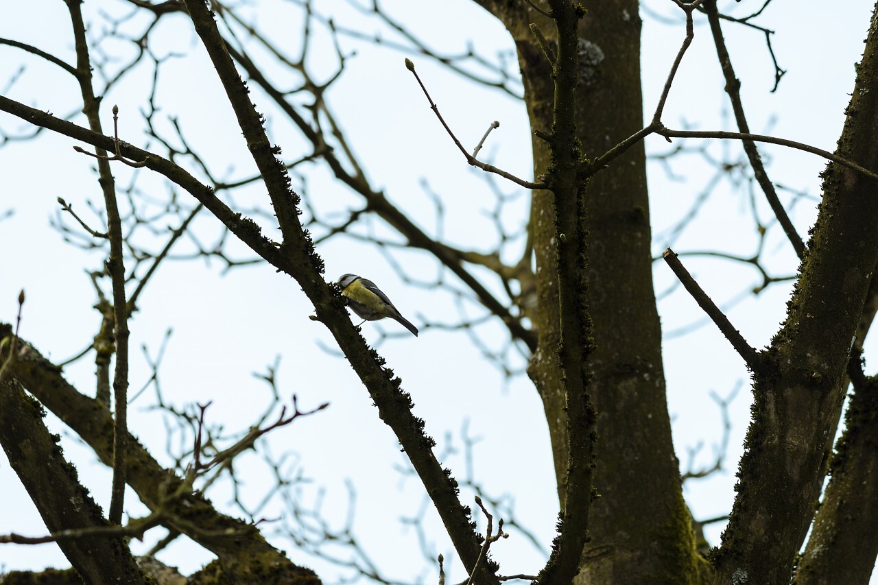 Blue tit sitting on a branch