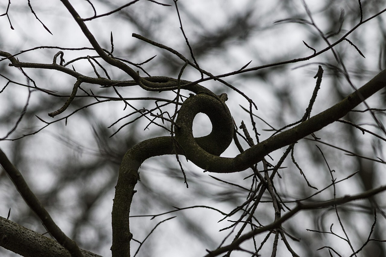 interesting grown branch in the forest