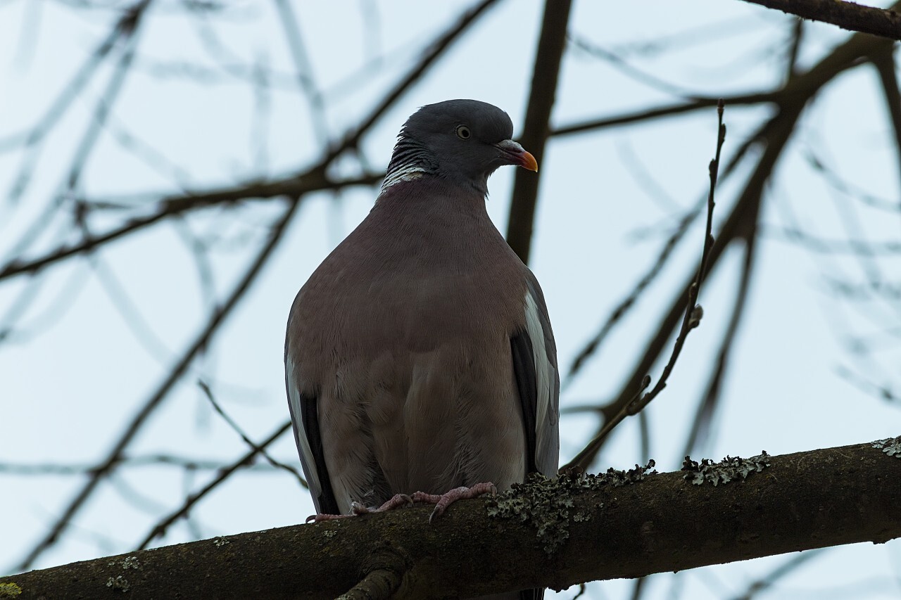 Grey ringdove bird