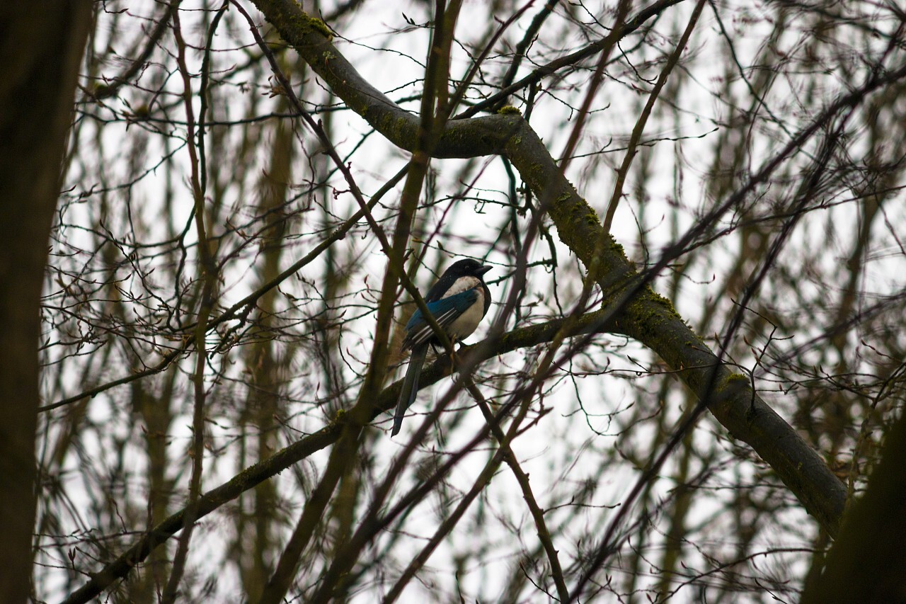 magpie between the branches