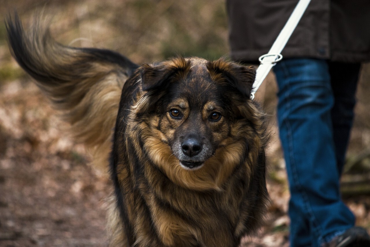 brown long hair mixed breed dog on a leash