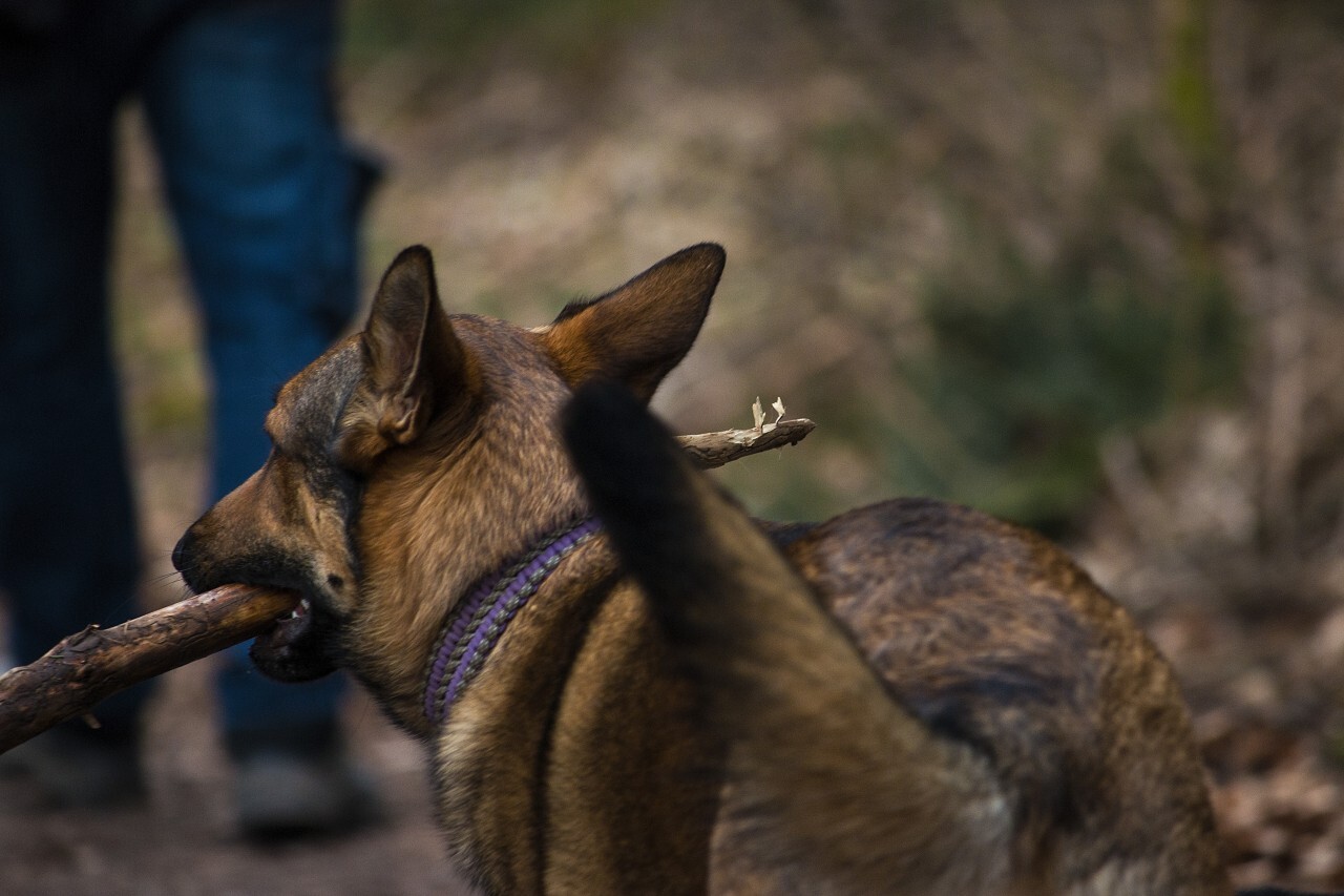 dog with stick in mouth behind owner