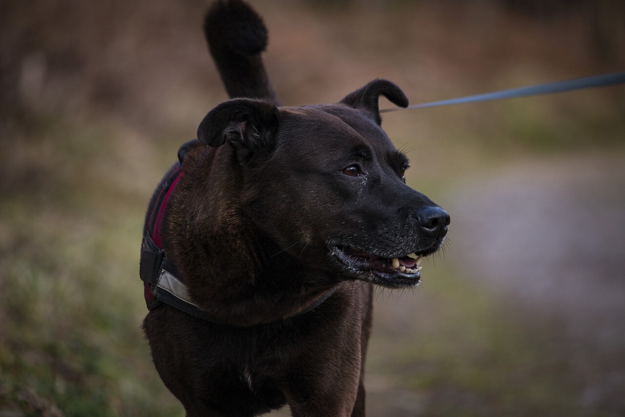 mixed breed dog on a leash