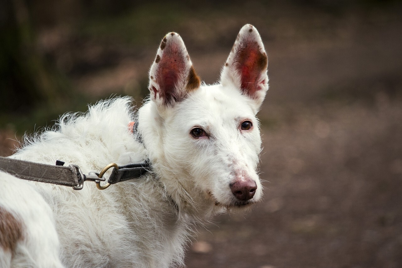 white dog on forest way