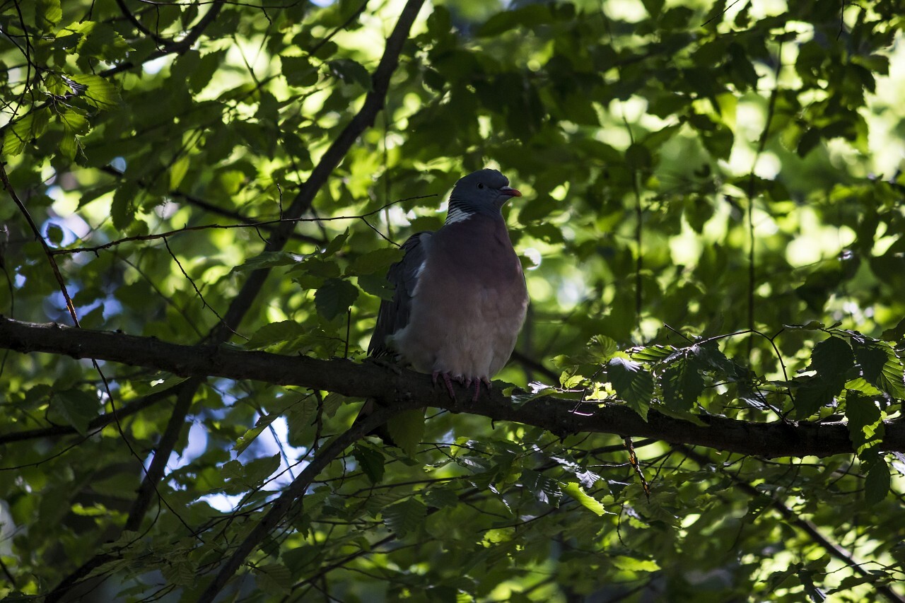 ringdove on foresttree