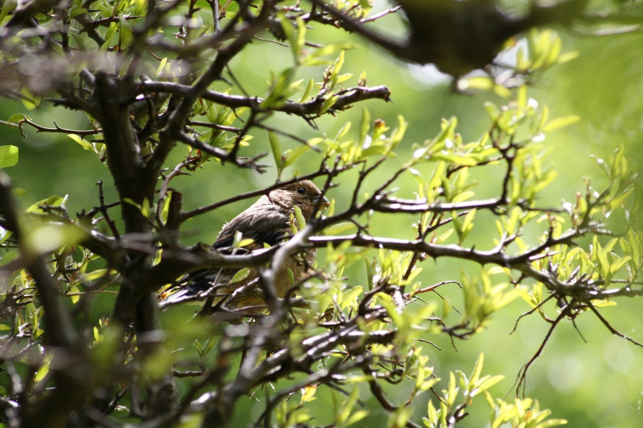 Cute sparrow