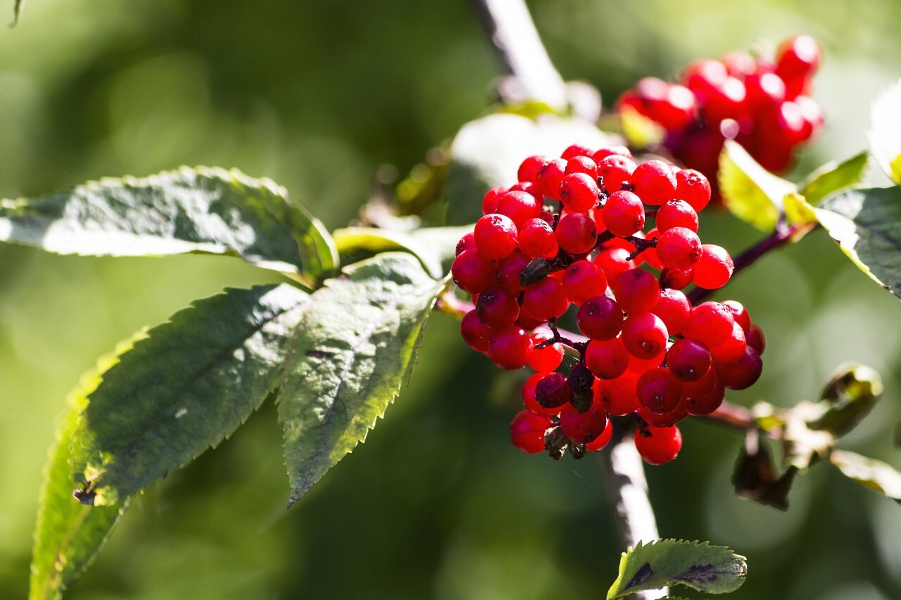 Rowan berries on a tree