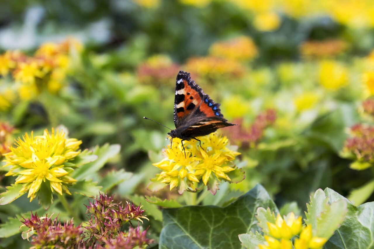 vanessa atalanta butterfly