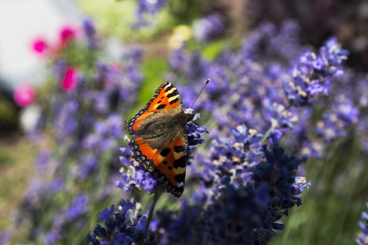 vanessa atalanta butterfly sitting on lavender