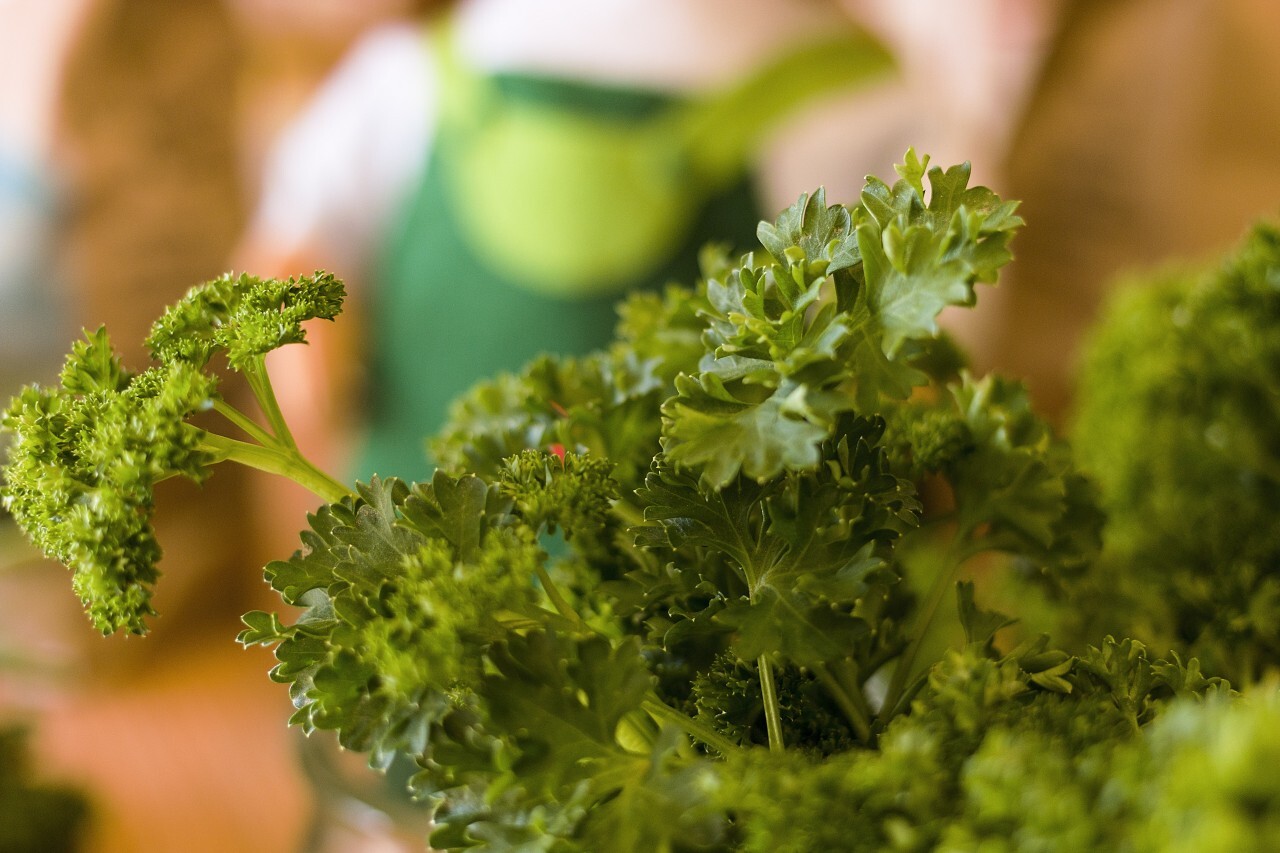 fresh parsley in glass