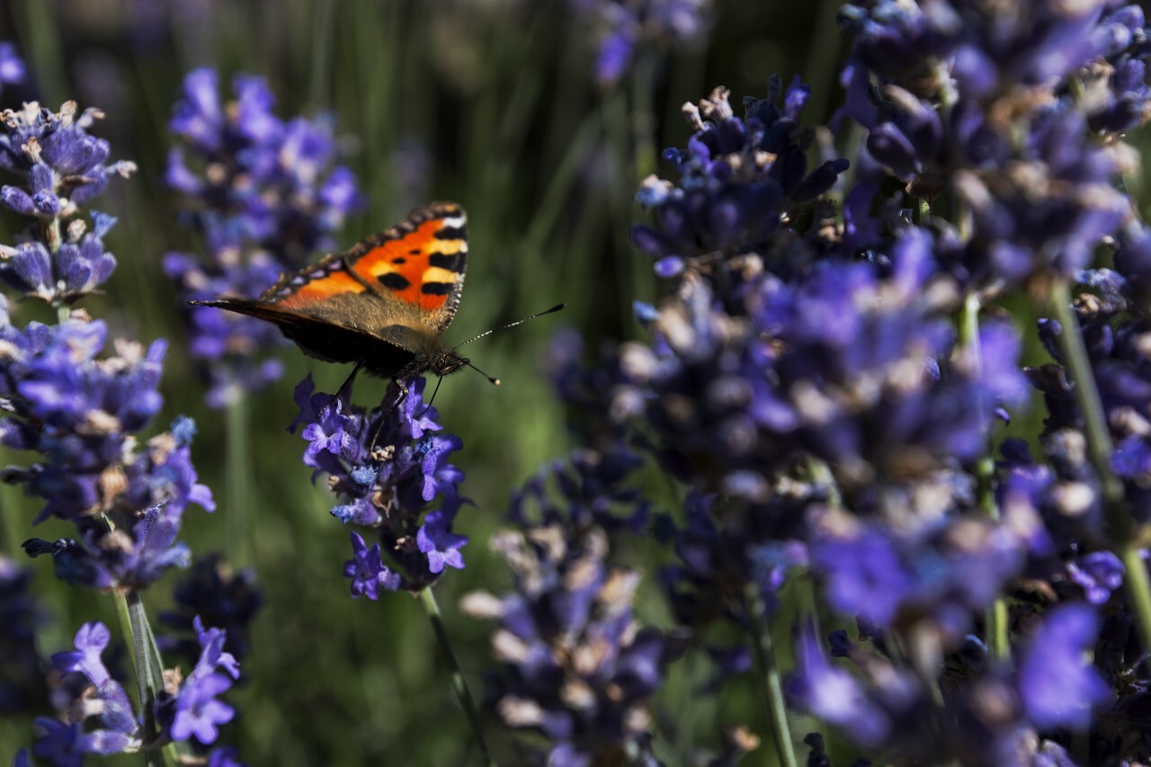 vanessa atalanta butterfly on  lavender