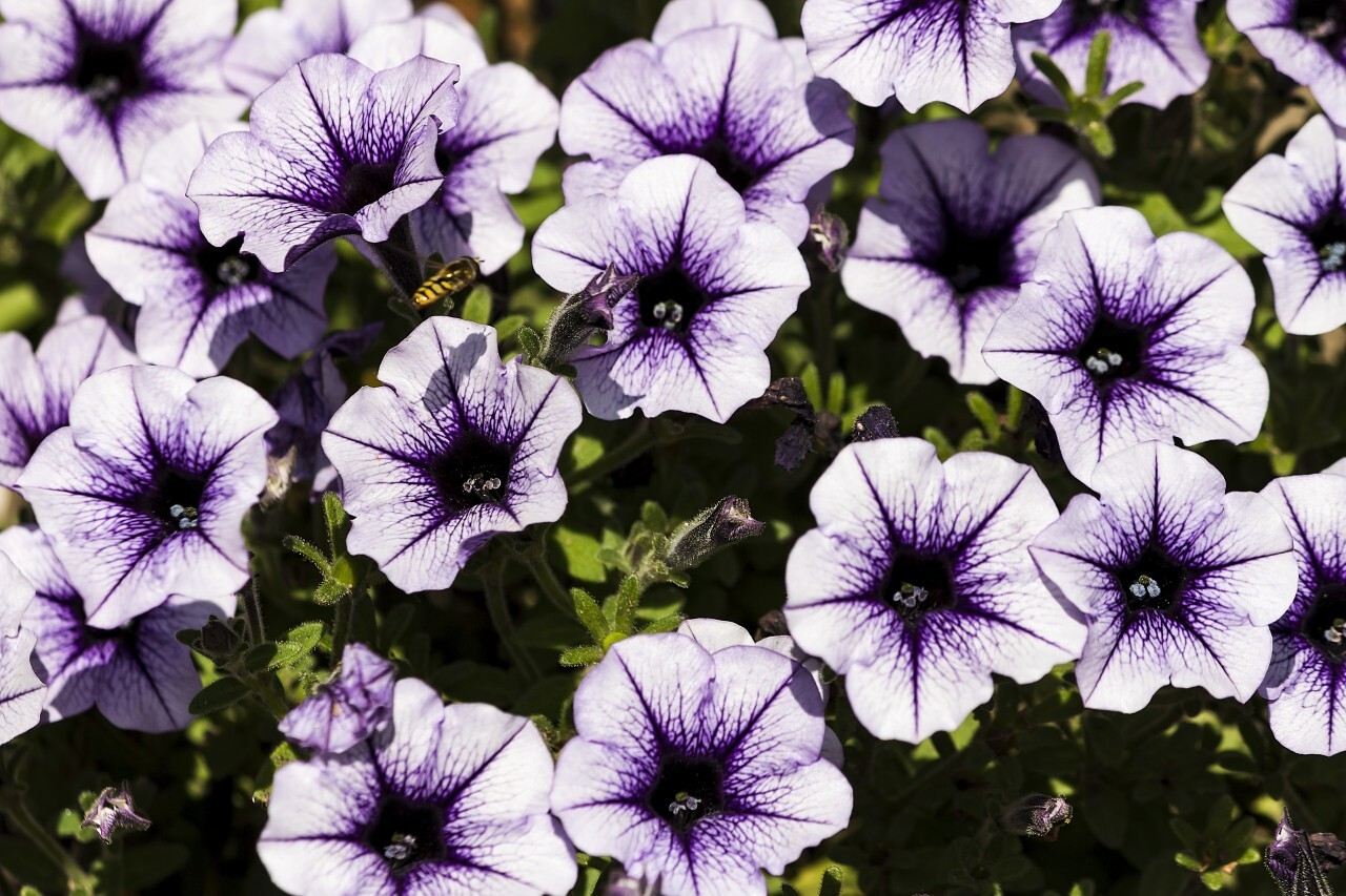 white purple flowers