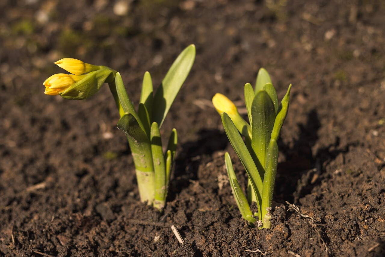 yellow daffodil in earth