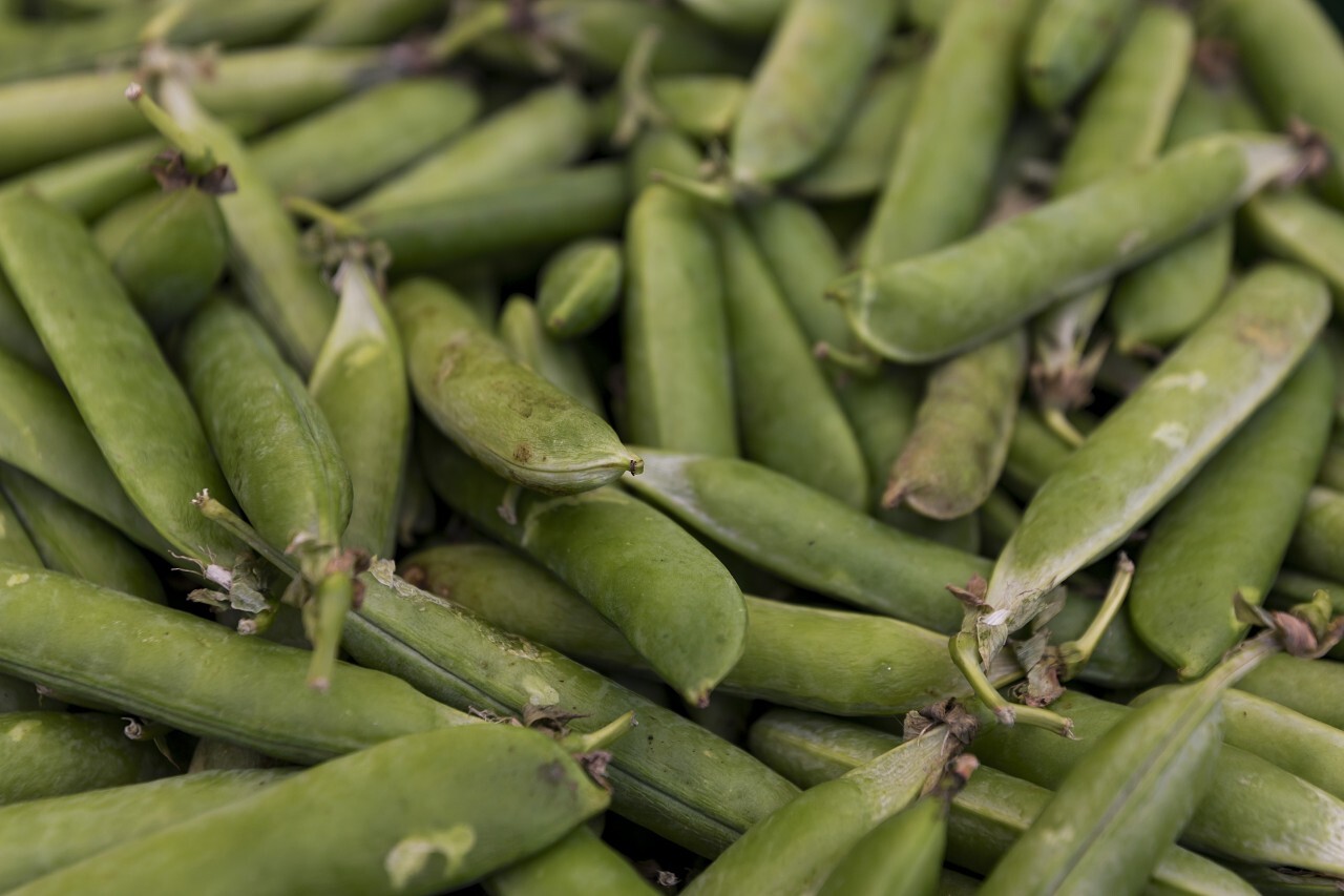 Full frame shot of ripe pea pods for background