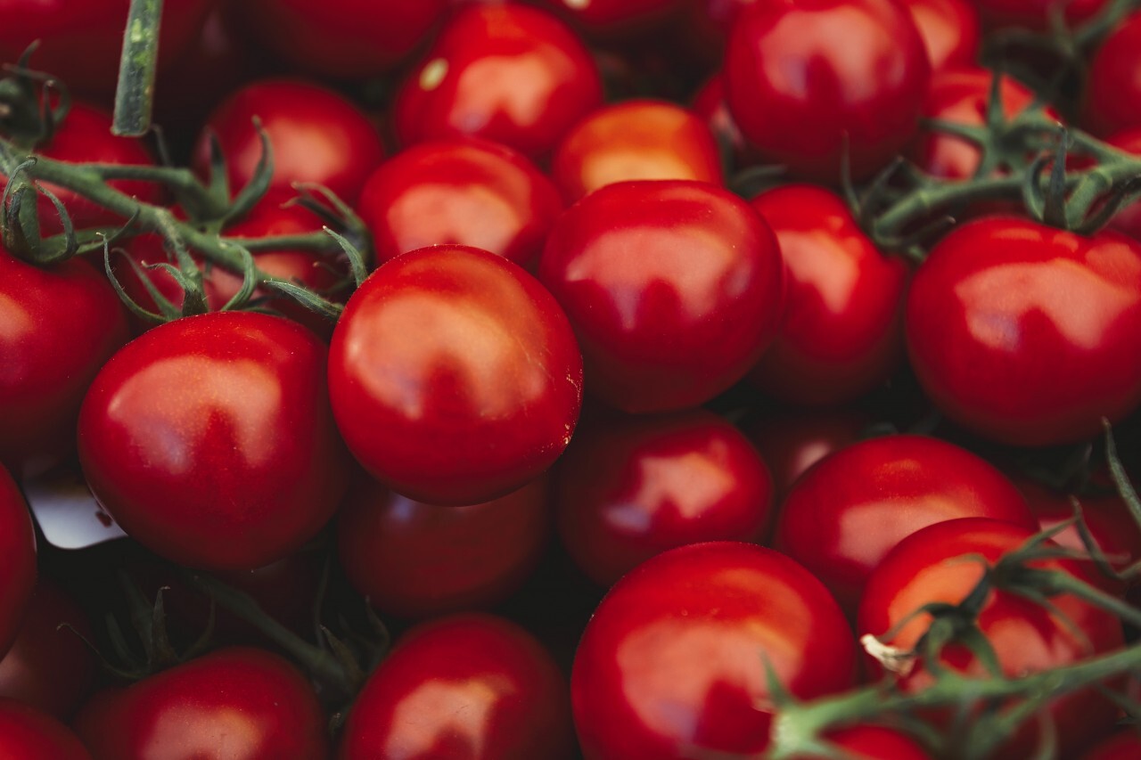 large amount of tomatoes