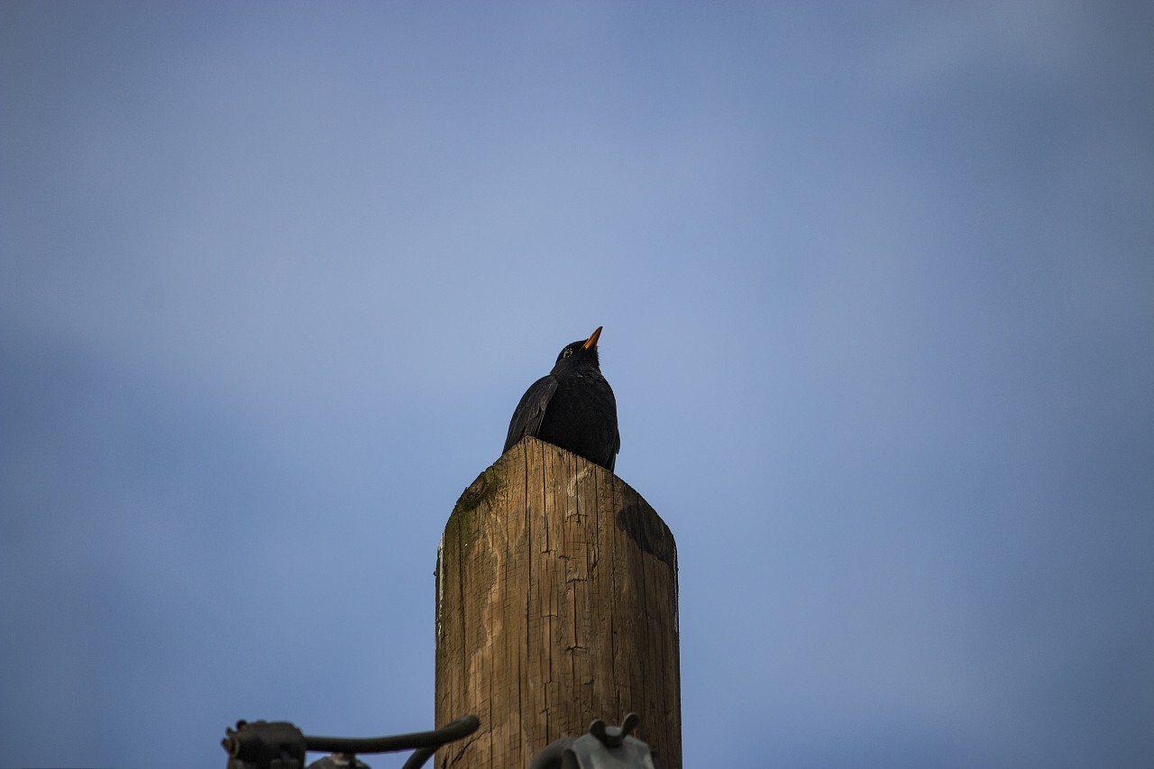 blackbird on power pole