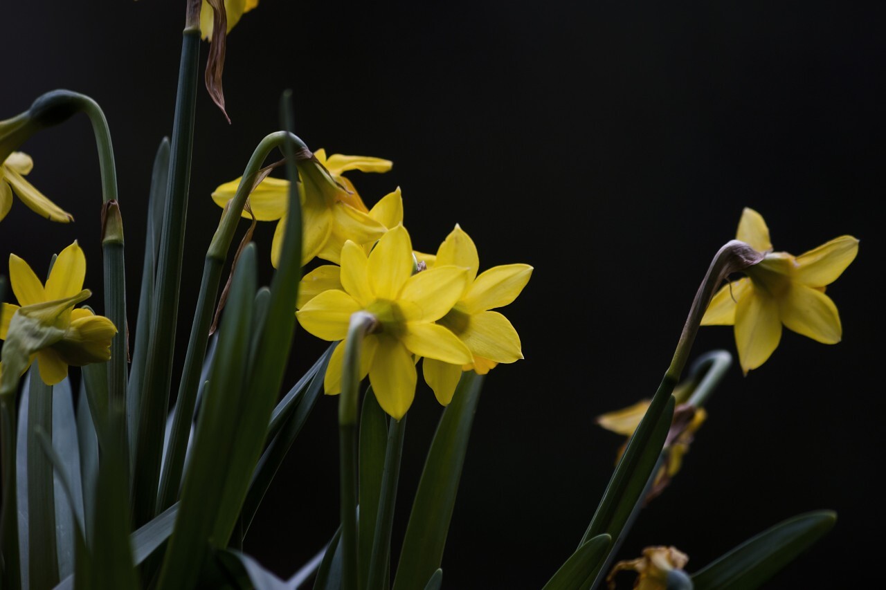 Yellow Daffodil On Black