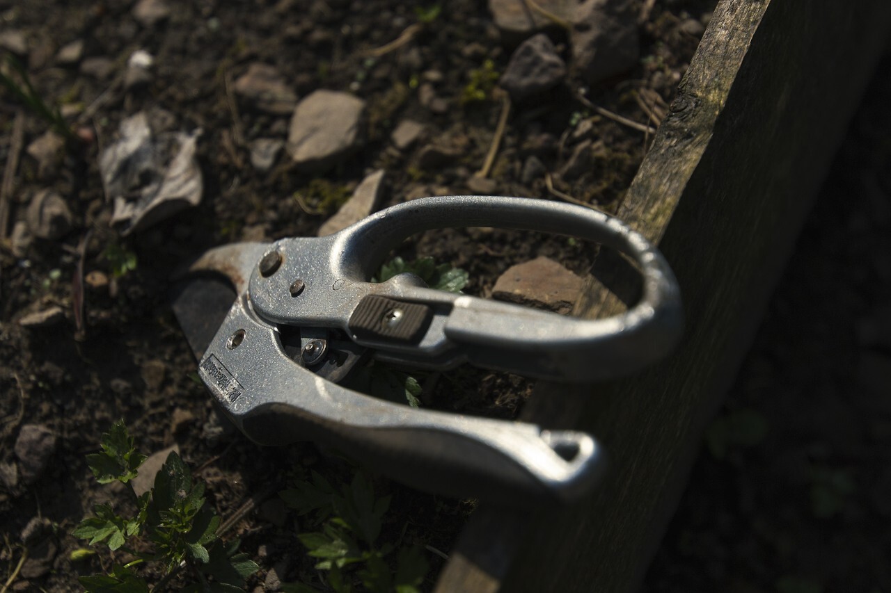 secateurs