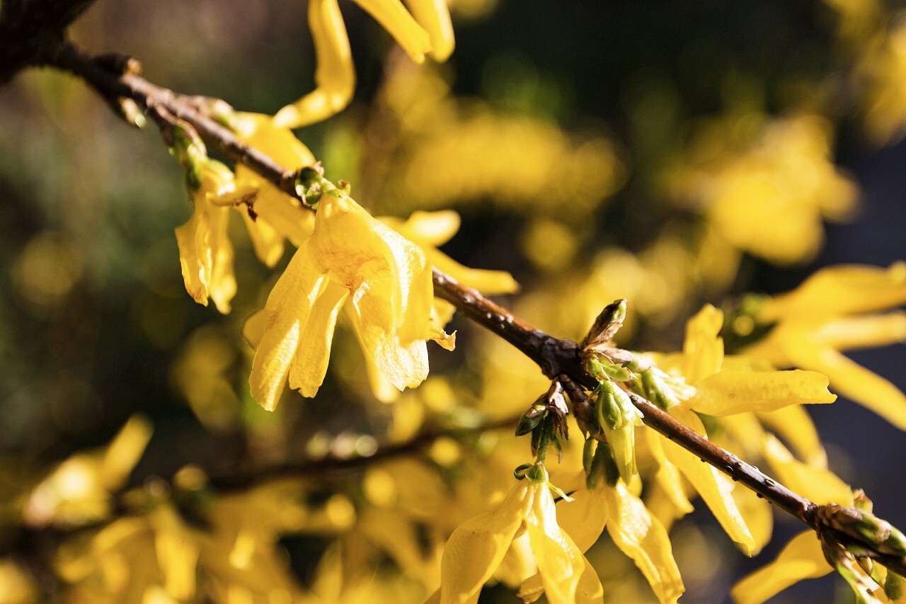 Yellow blossoms of forsythia bush