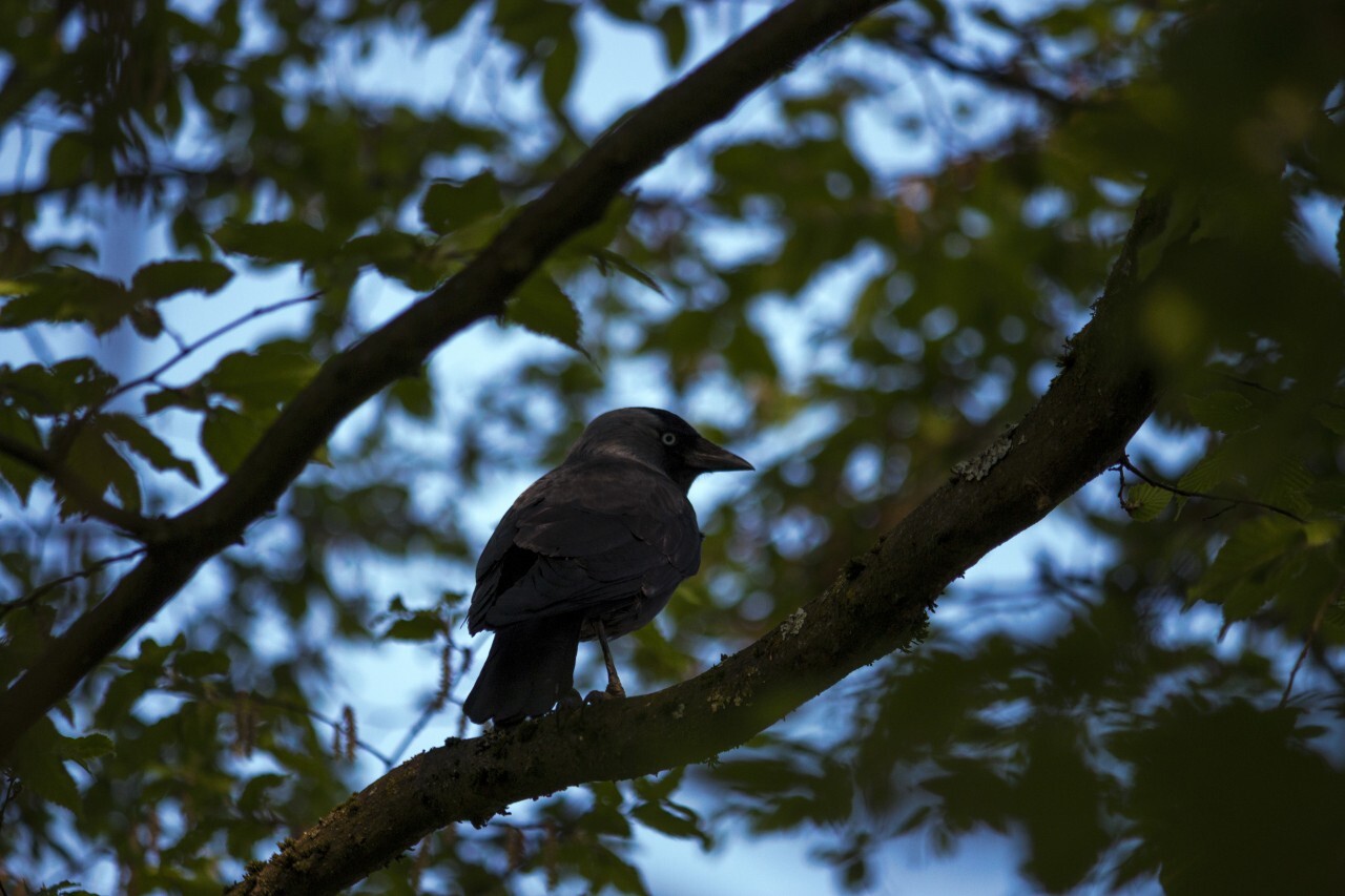 crow in the tree
